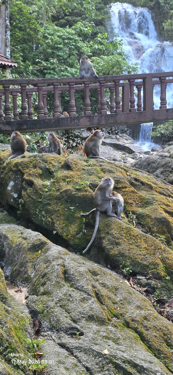 Monkeys on moss-covered rocks and a bridge beside Kanching Waterfall