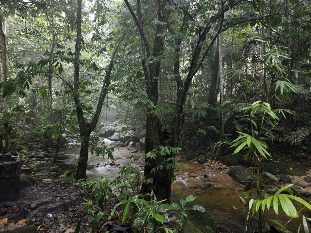 Forest and flowing water at Sungai Tua, Ulu Yam