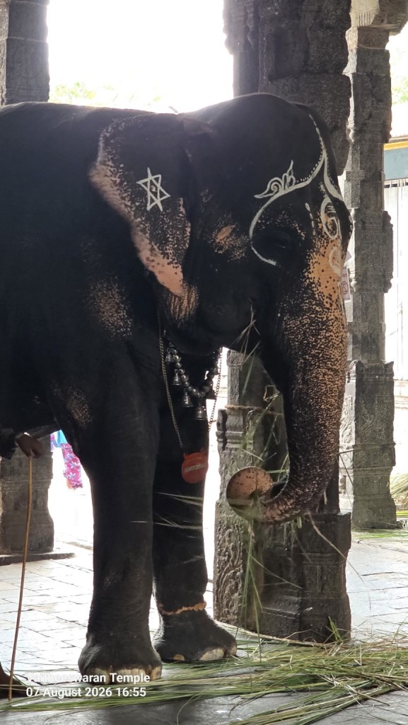 Temple elephant standing near stone pillars at Vaitheeswaran Koil