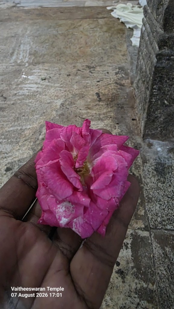 Pink temple flower held in Thana’s hand at Vaitheeswaran Koil