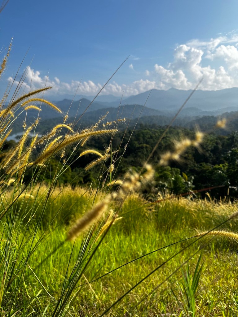 Sunlit grasses with green hills and mountains in the distance