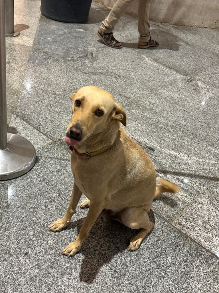 A small dog sitting on a temple floor