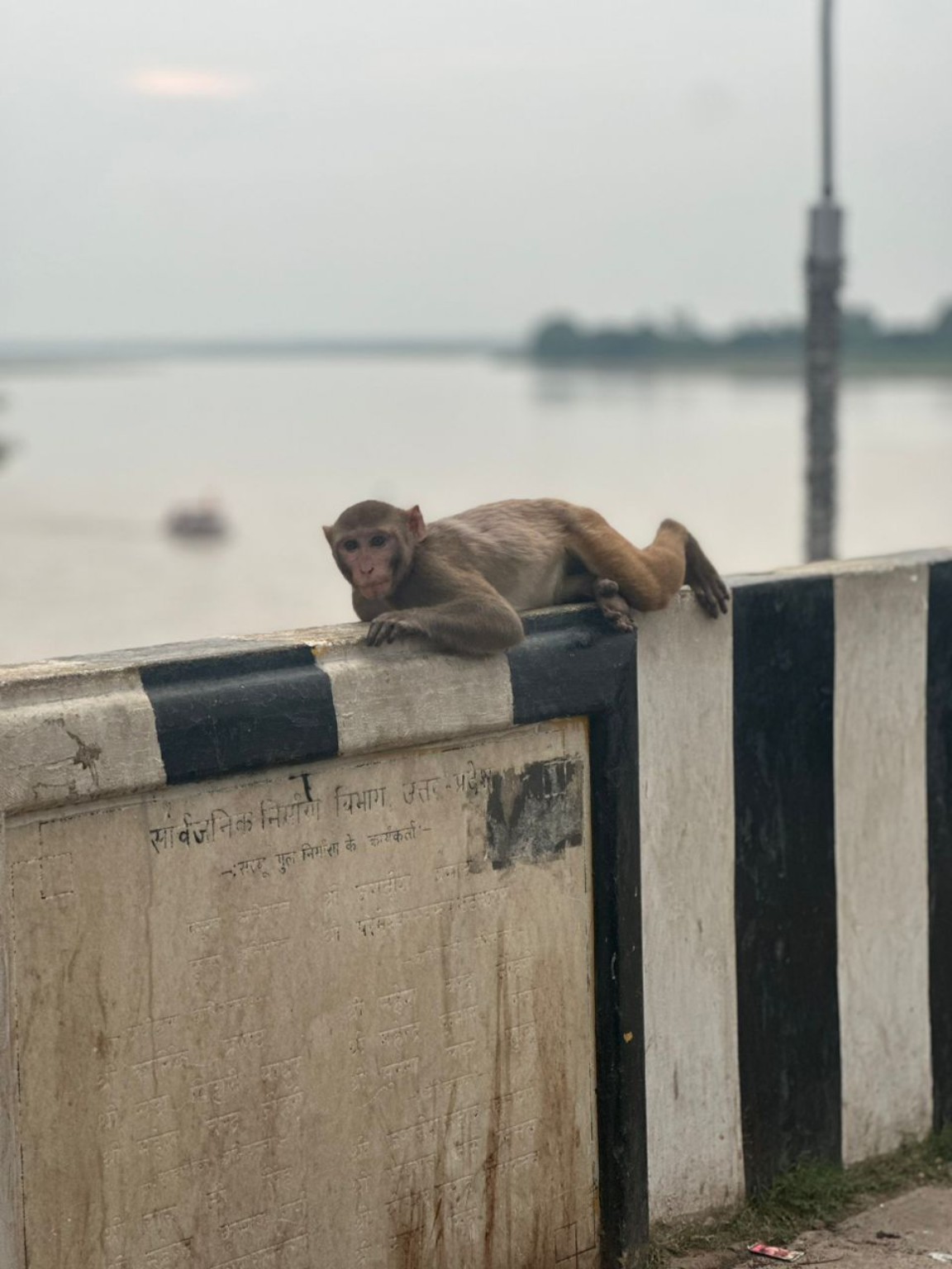 A monkey resting on a roadside barrier beside water