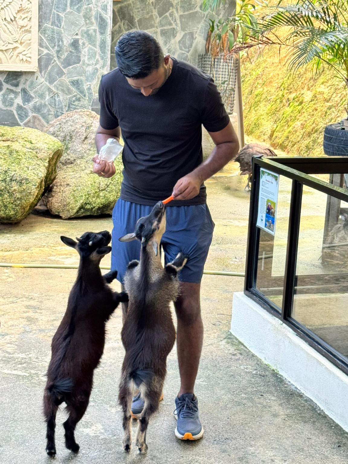 Thana offering food to two animals