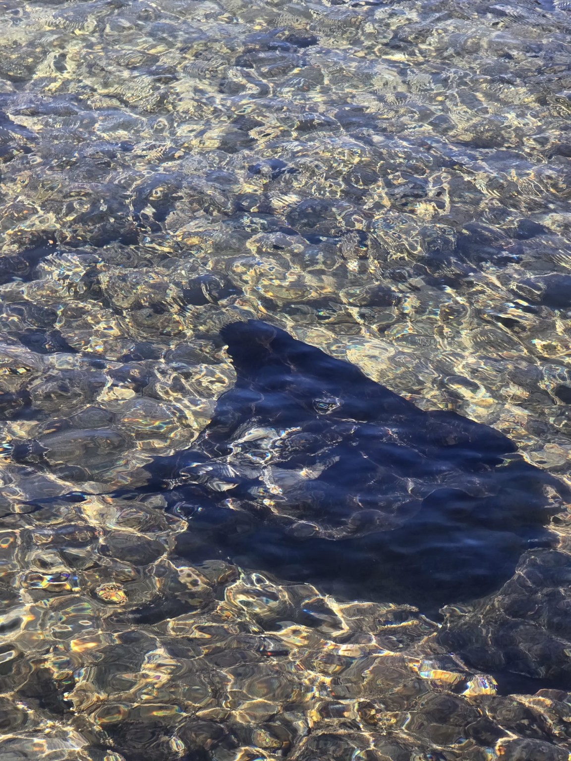 A large ray swimming in clear water at Great Barrier Island, New Zealand