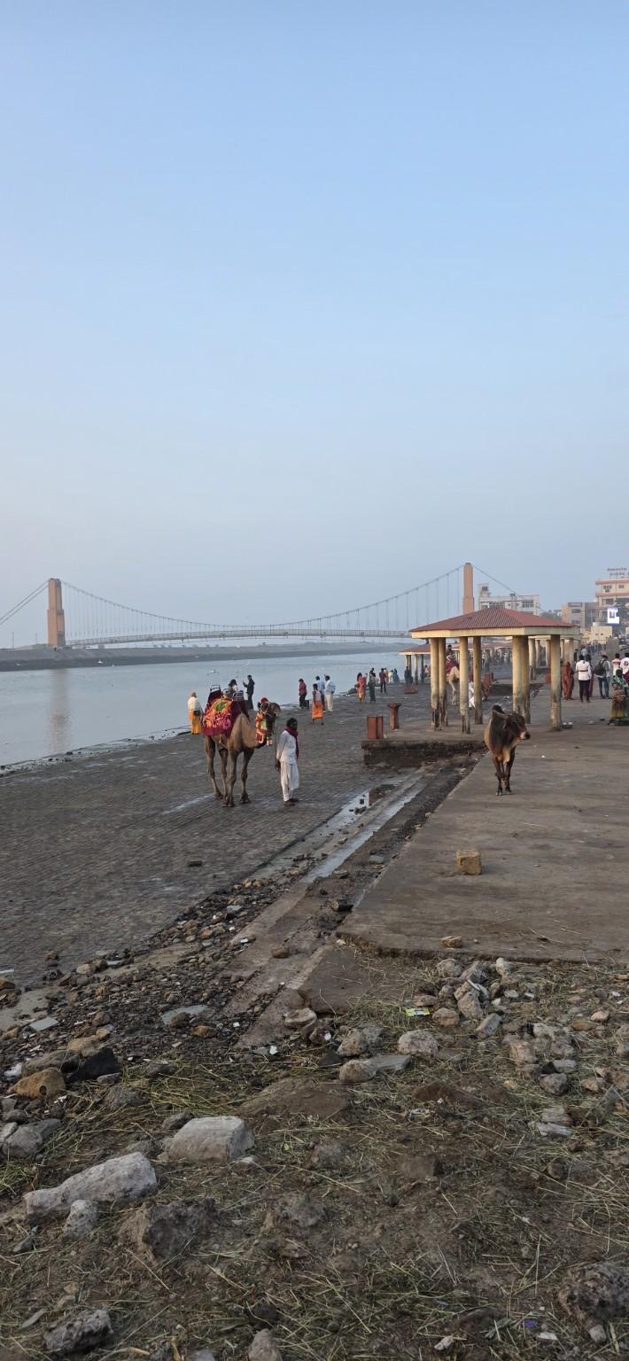 People and camels beside the water in Dwarka, with a suspension bridge in the distance