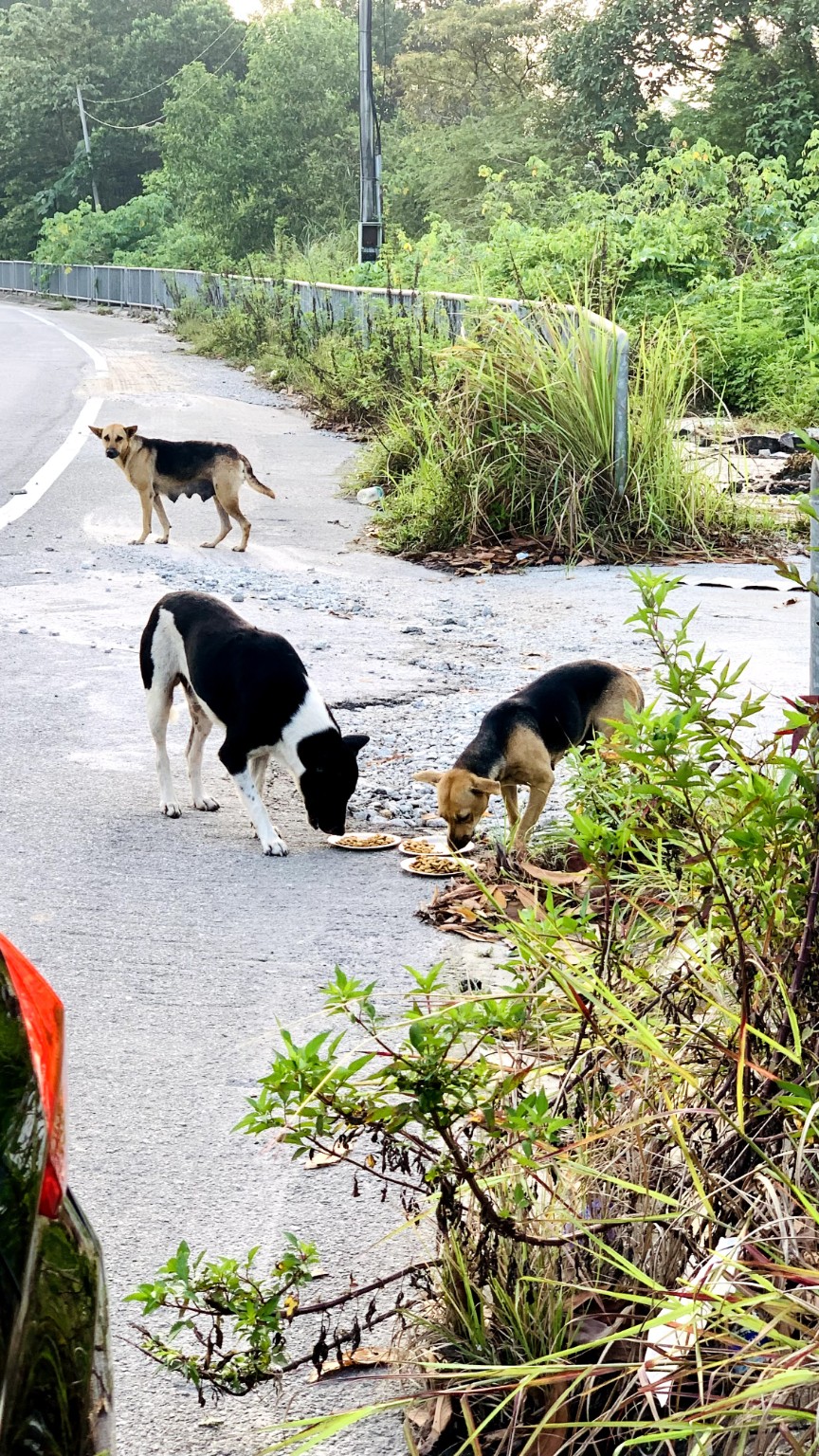 Stray dogs eating food from plates beside a green roadside