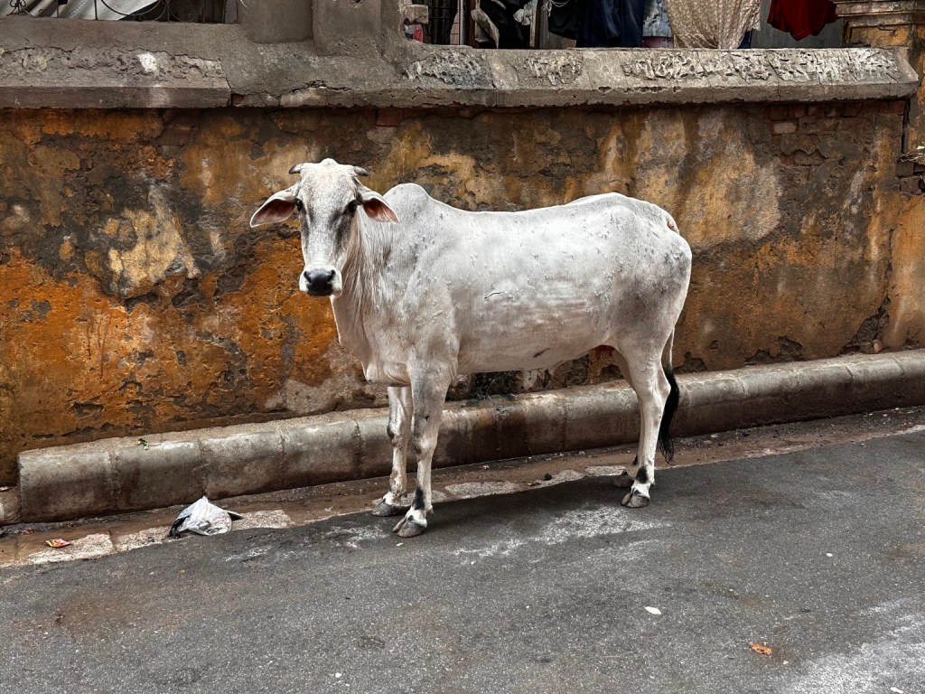 A white cow standing in a street in Kashi.